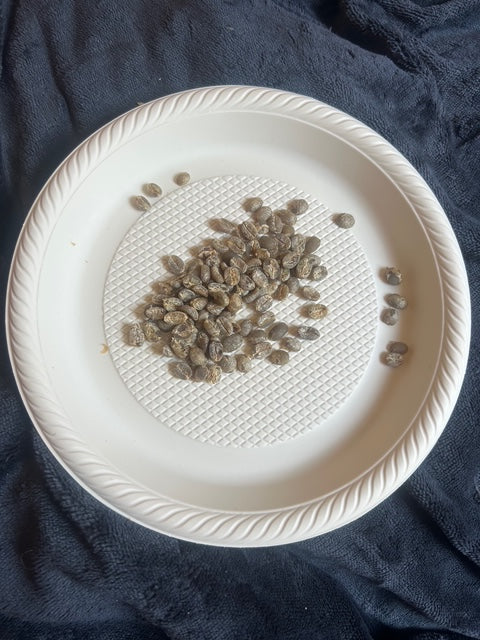 Pure Gold Ground Coffee Sample