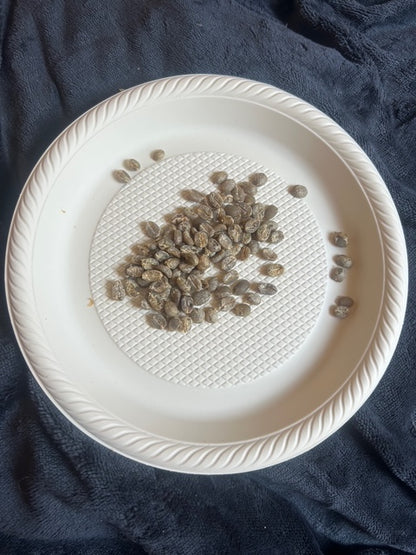 Pure Gold Ground Coffee Sample
